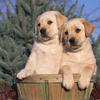 labrador2000