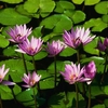 gwenn56