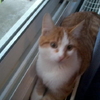 loulila