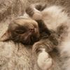 poupie0408