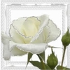 roseblanch