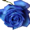 amour2117