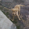 COCOetFOFO32