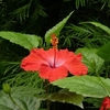 tatiline