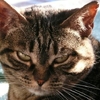 cathchou
