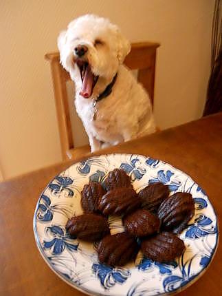 recette MUFFINS, MADELEINES ET CAKE AU CHOCOLAT