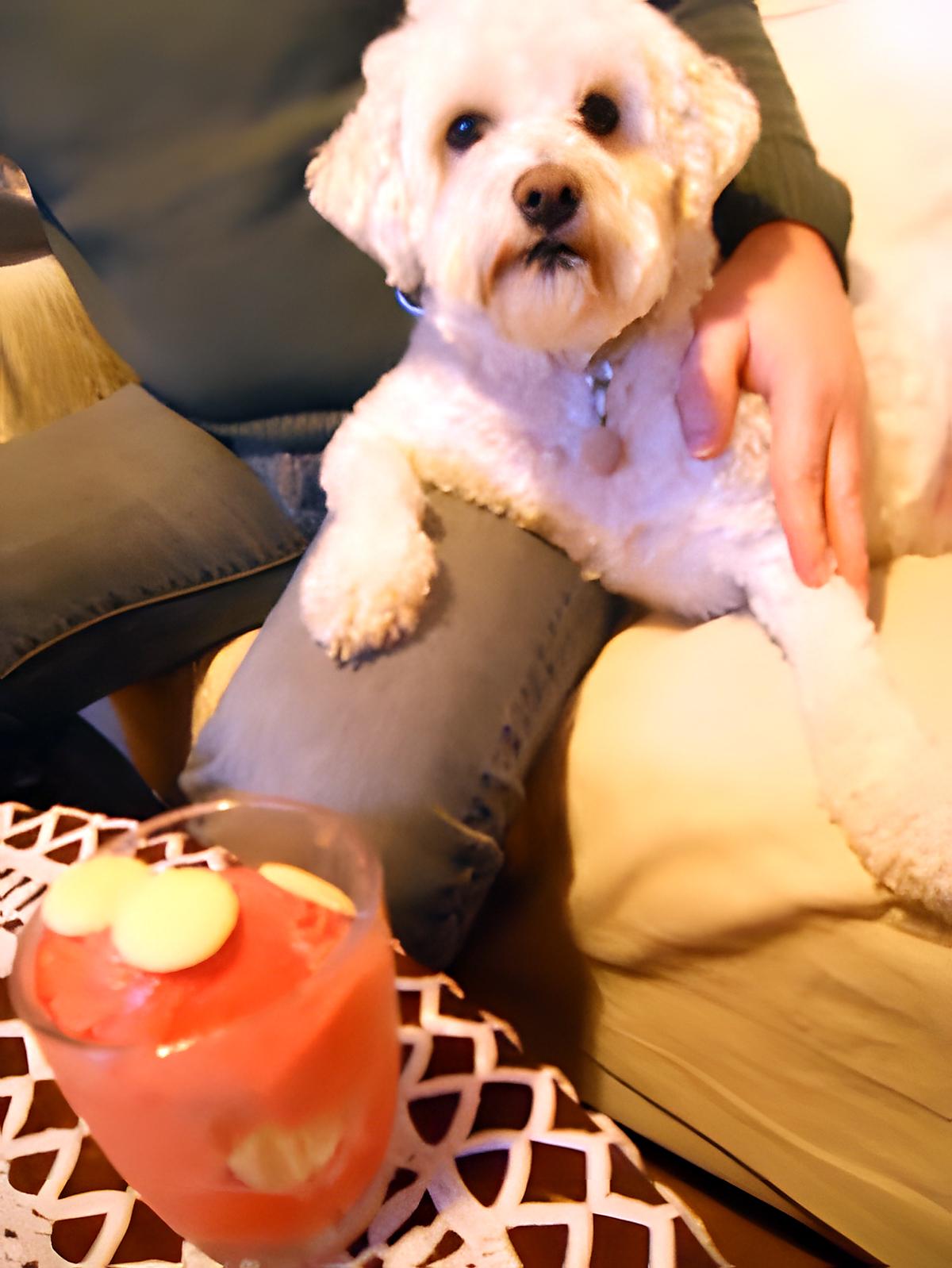 recette SORBET A LA FRAISE le préféré de Colette !!! (sans sorbetière)