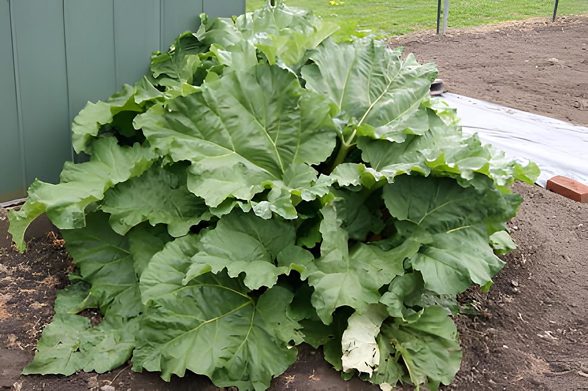 recette Les bienfaits de la rhubarbe