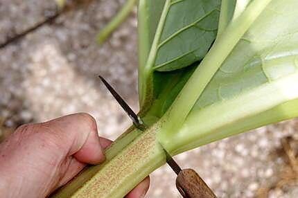 recette Tarte à la rhubarbe