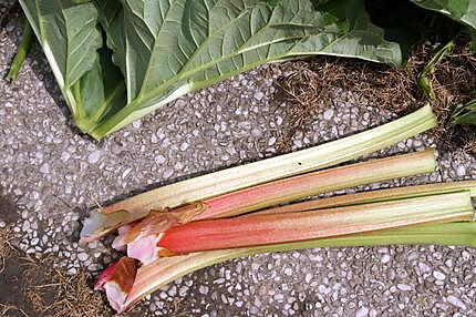 recette Tarte à la rhubarbe