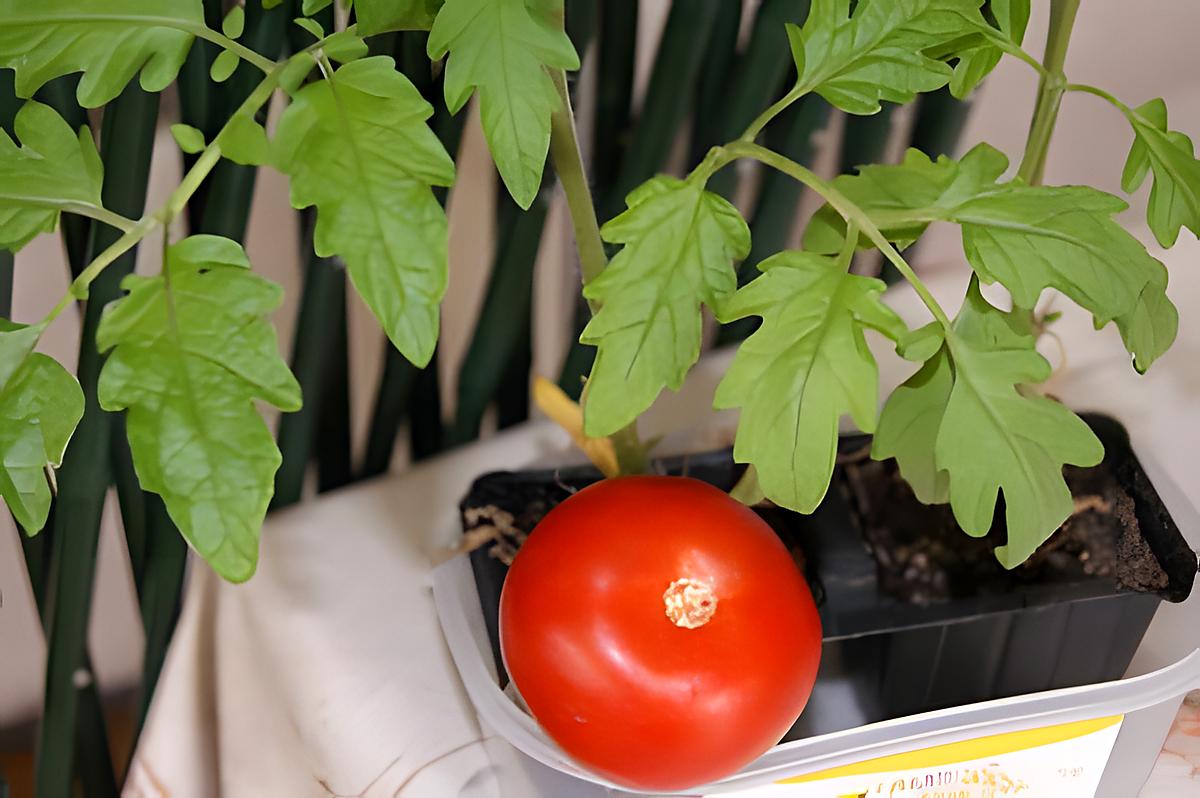 recette Les nombreux bienfaits de la tomate