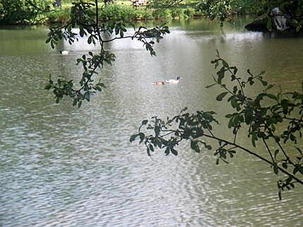 recette gouter du mercredi et promenade en campagne;;photo de canard prise par hanaé