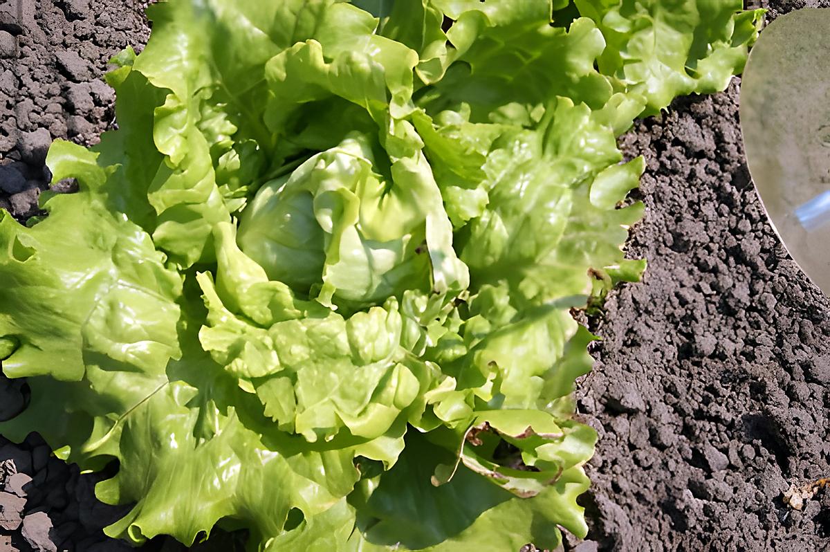 recette Les bienfaits de la salade