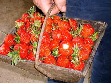 recette mini/-fraisier