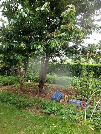 recette petits   maqueraux     une idée de jeanmerode;;et;;au jardin!!!