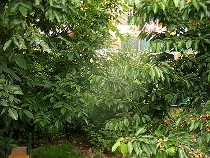 recette petits   maqueraux     une idée de jeanmerode;;et;;au jardin!!!