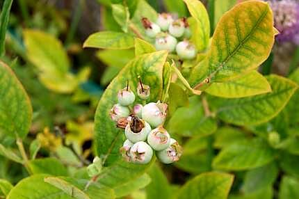 recette tous sur les légumes, potages jusqu'à ce jour de Mamyloula et....