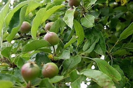 recette tous sur les légumes, potages jusqu'à ce jour de Mamyloula et....