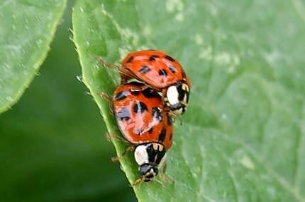 recette Les bienfaits du pain