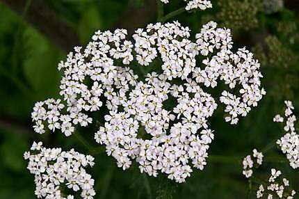 recette Les bienfaits du pain