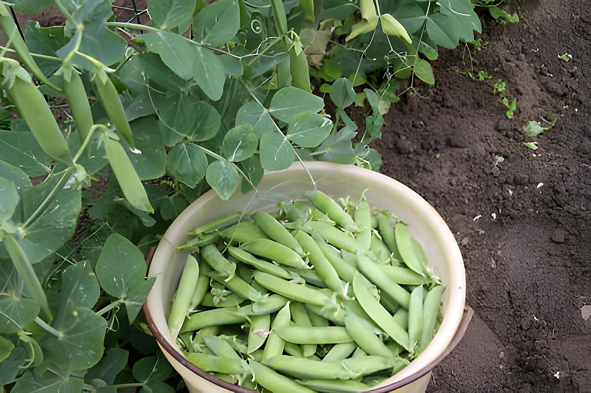 recette Les bienfaits des petits pois frais