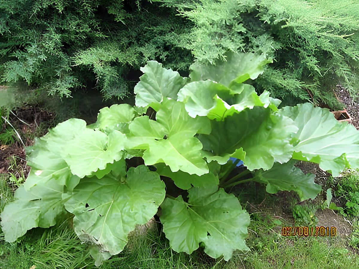 recette Congélation de rhubarbes fraiches.