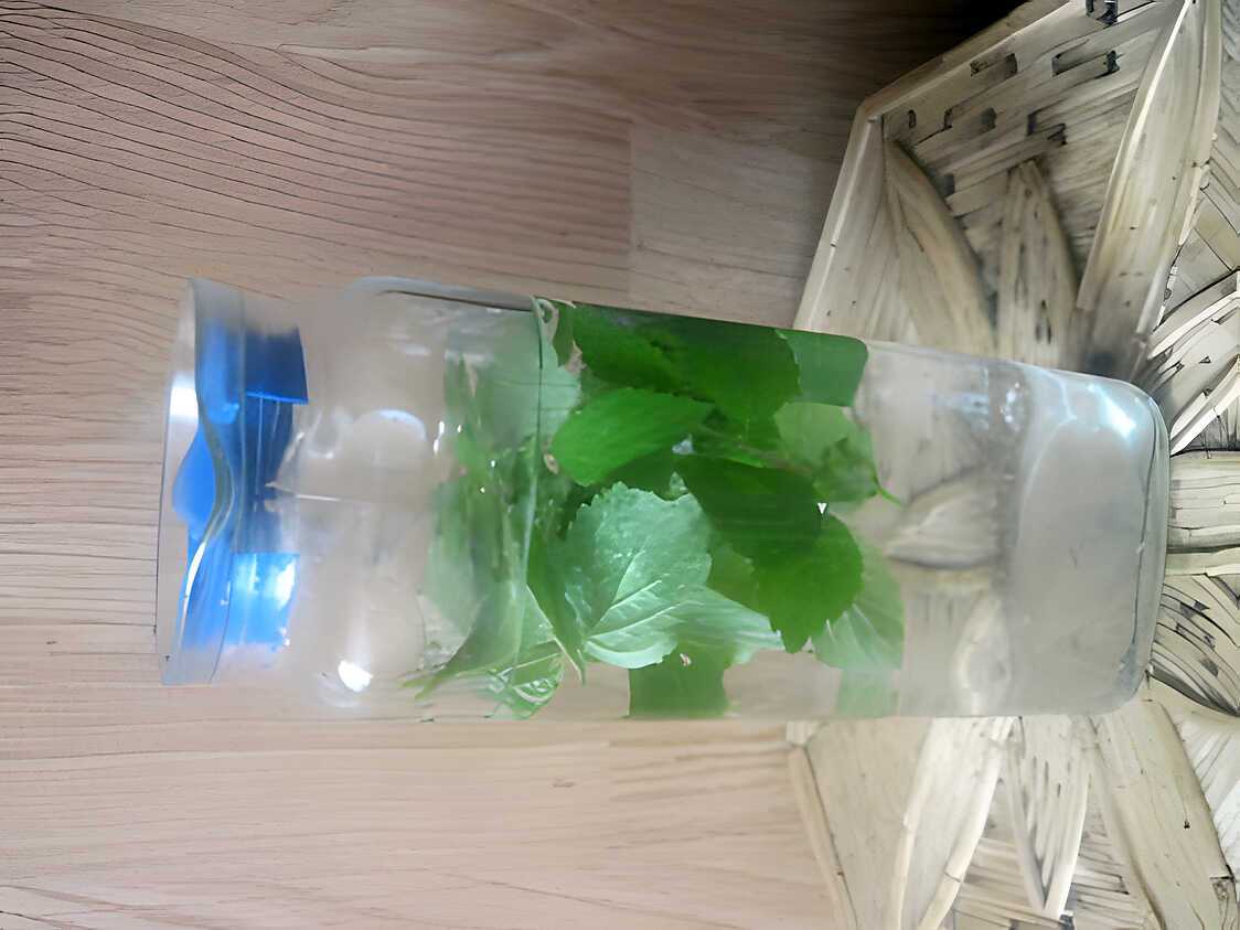 Recette de Boisson menthe fraîche.