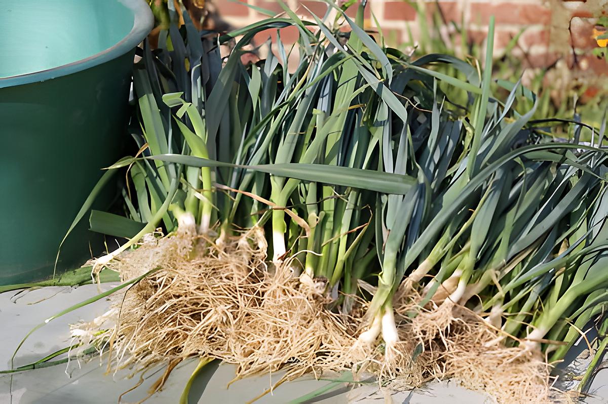 recette Les bienfaits des poireaux et comment en planter....