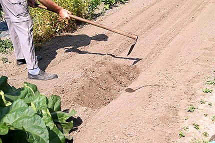 recette Les bienfaits des poireaux et comment en planter....