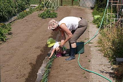 recette Les bienfaits des poireaux et comment en planter....