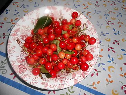 recette Clafoutis aux cerises du jardin