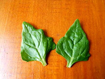 recette SALADE DE TETRAGONE