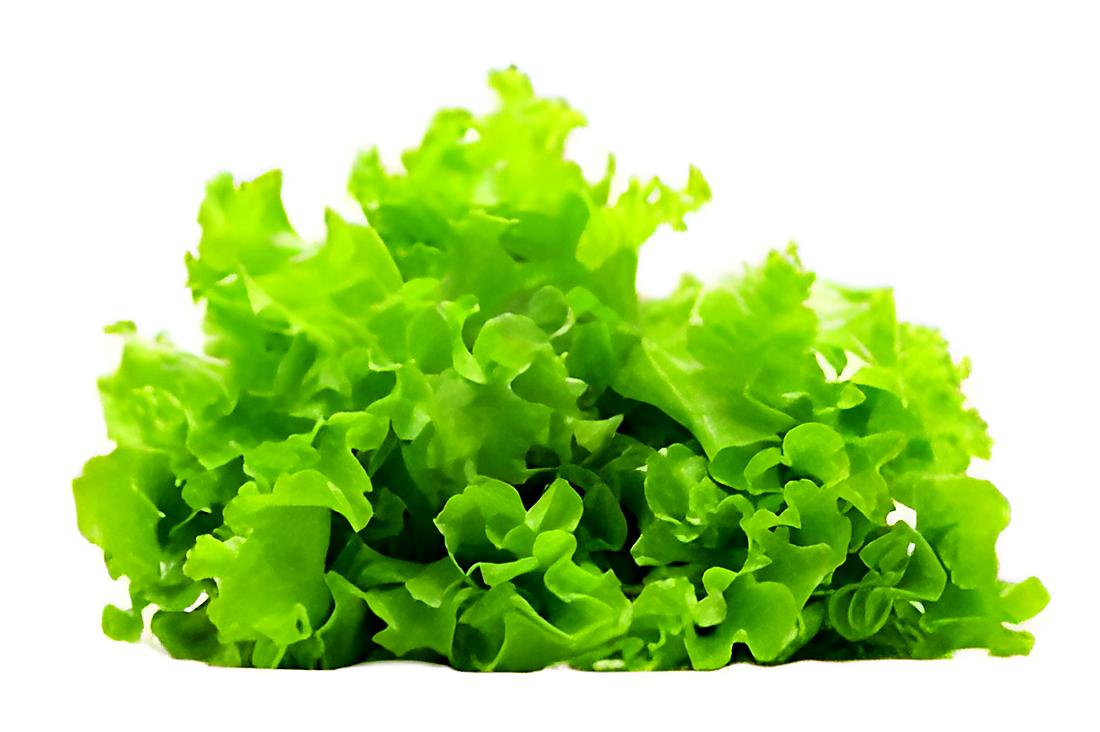 recette Astuce :Conserver la salade