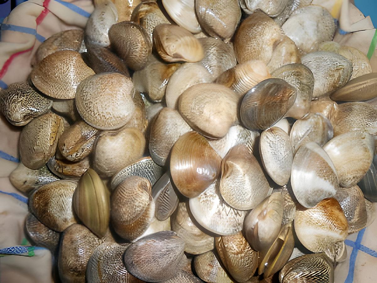 recette PECHE   DE  VONGOLE (ET  ZUPPETTA)