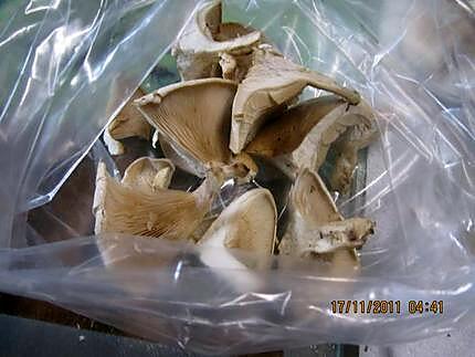 recette Congélation des pleurotes.( champignons).