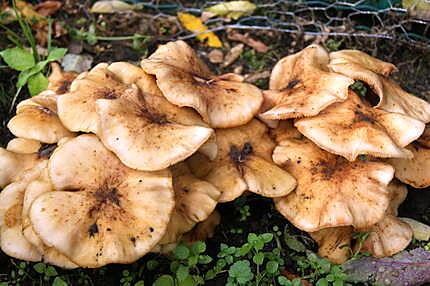 recette Ecrasé de topinambours et pommes de terre