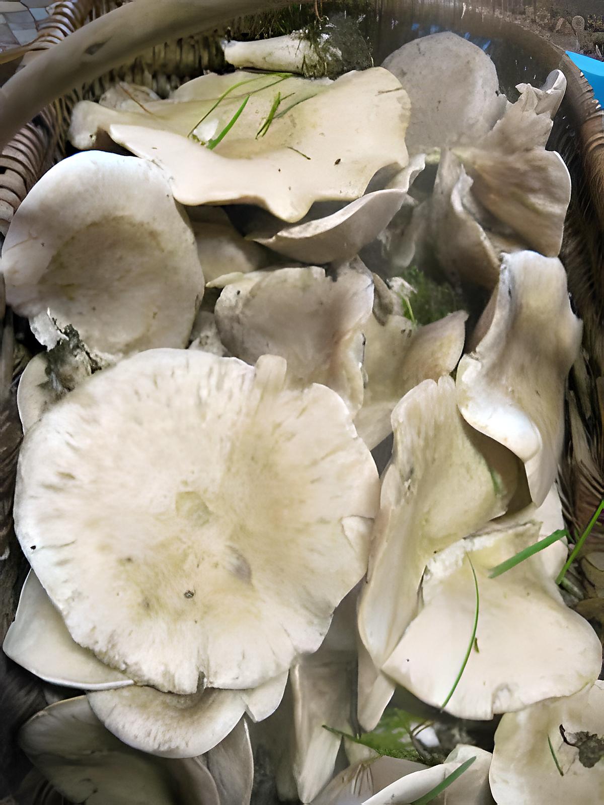 recette Congélation de champignons crus.