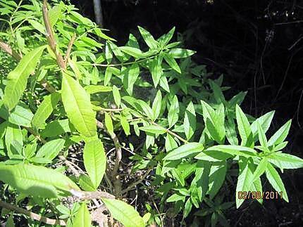 recette Feuilles de verveine citronnées  séchées.