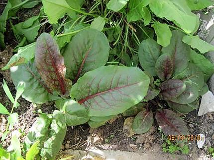 recette Filets de plie à l'oseille rouge.