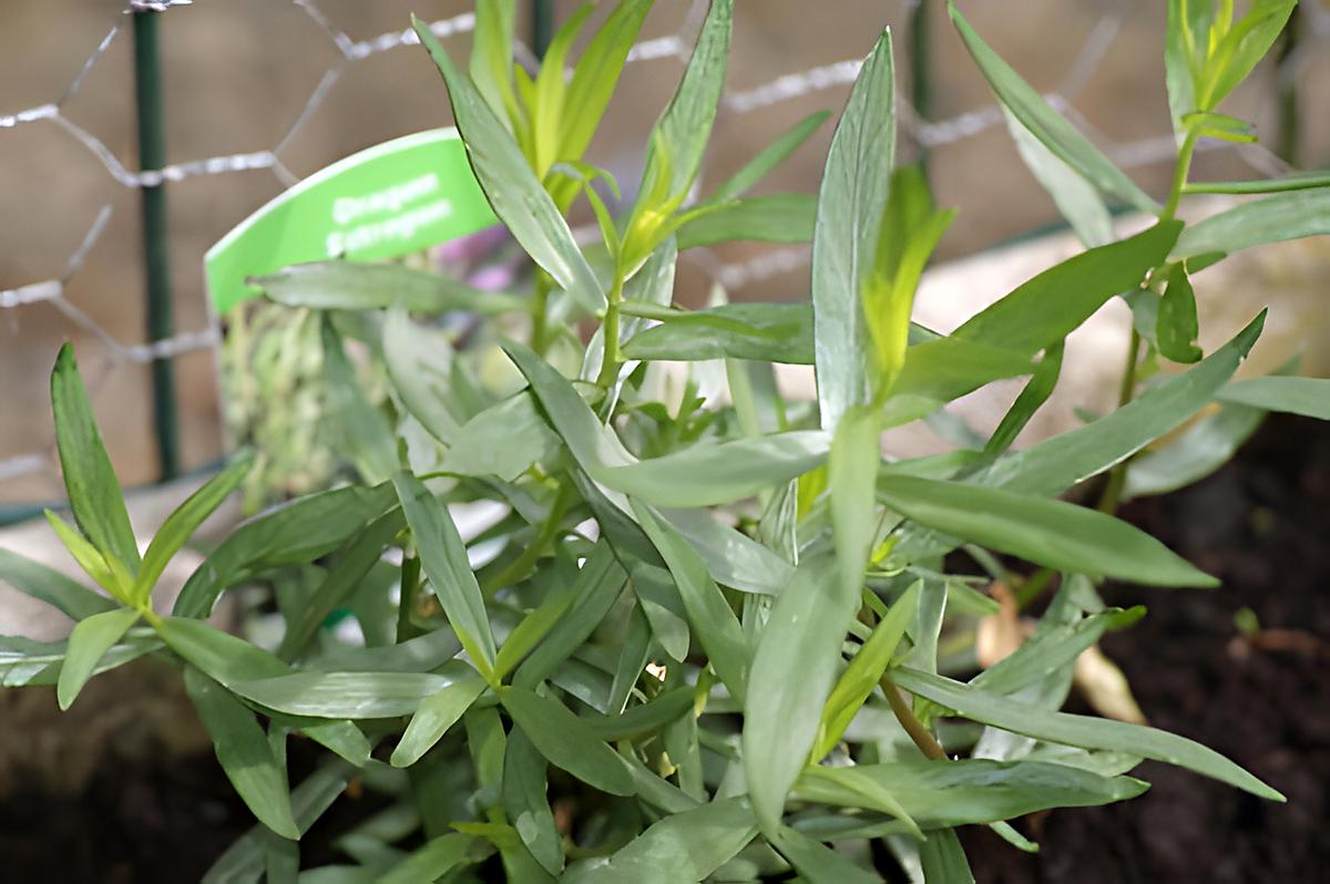 recette L'estragon (plante aromatique)