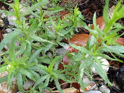 recette filet de merlu et ses carottes