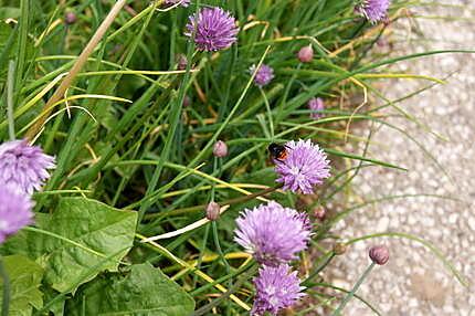 recette La ciboulette (plante aromatique)