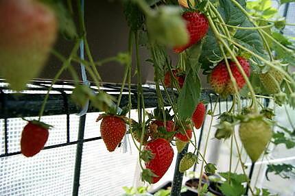 recette Coupes glacées fraises meringuées