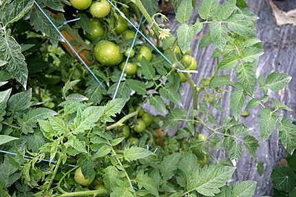 recette Jardinière printanière  à l'agneau