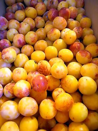 recette DÉLICE AUX MIRABELLES DE LORRAINE