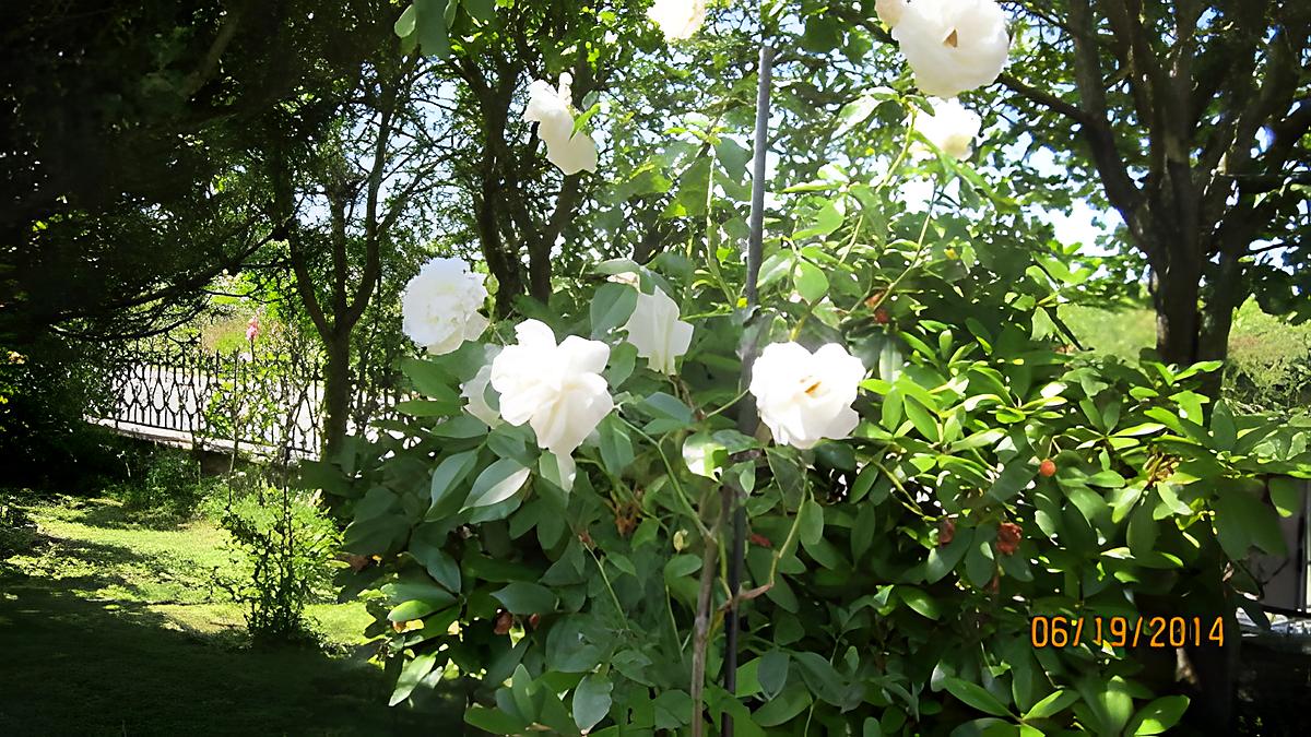 recette Fritata de petits légumes . " Voici des roses blanches " .....