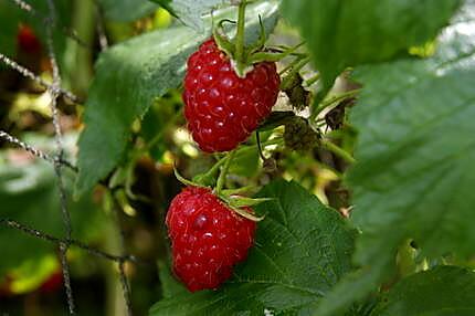 recette Glace framboises/poires de Mamyloula