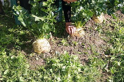 recette Yaourt à la poire