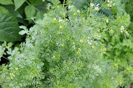 recette La coriandre (plante aromatique)