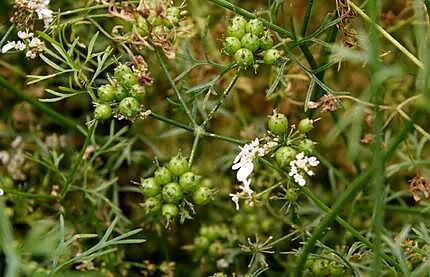 recette La coriandre (plante aromatique)